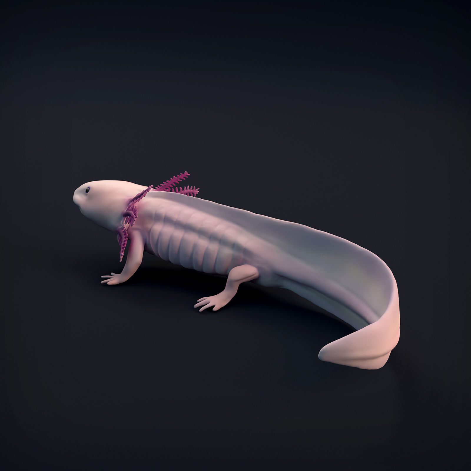 Axolotl for 3D Printing 3D print model_6