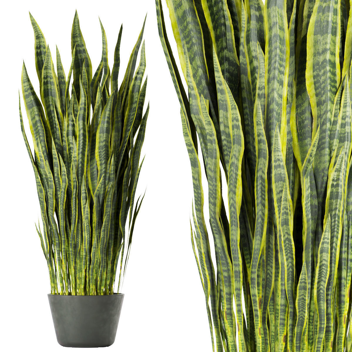 Collection plant vol 292 - indoor- sansveria- leaf 3D model_2