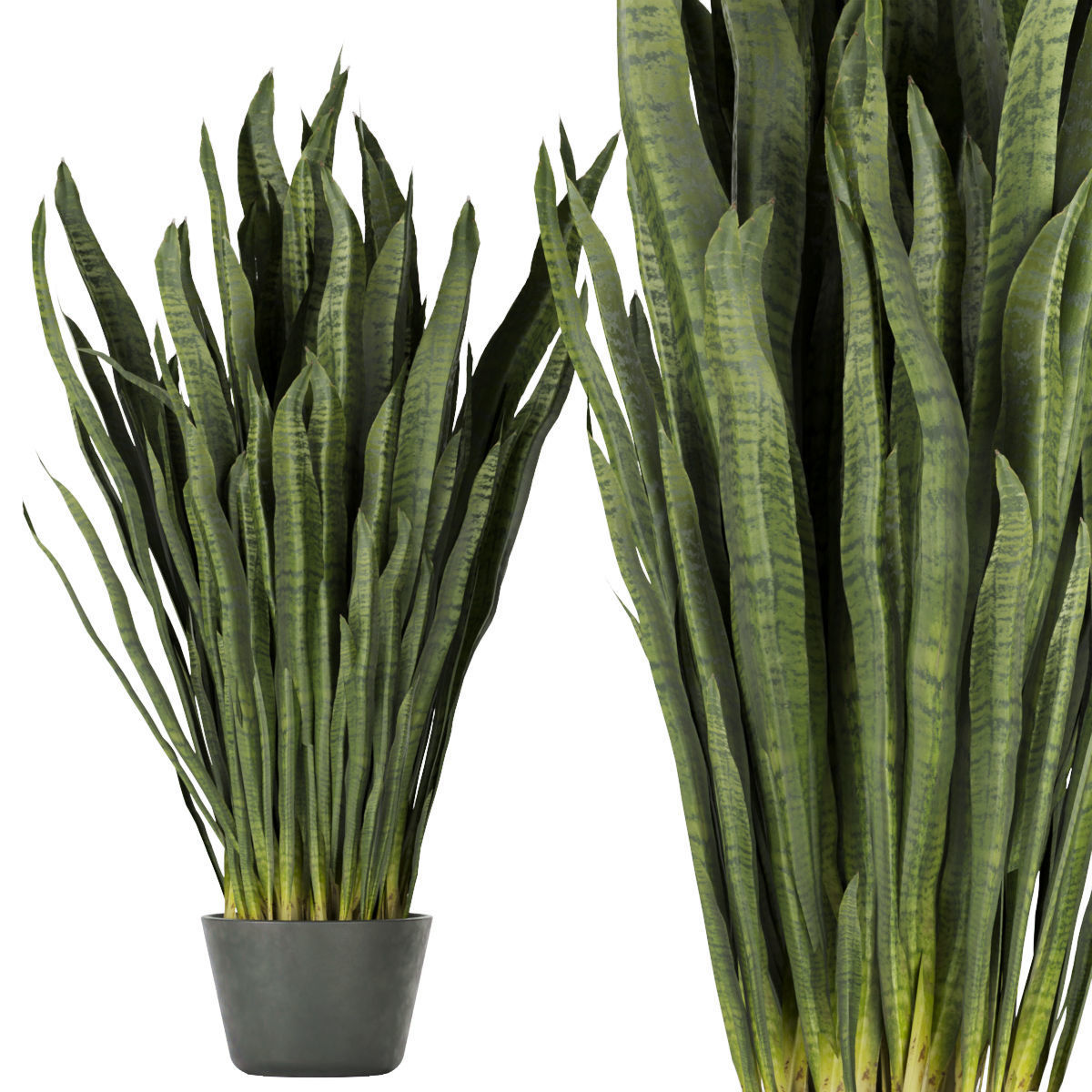 Collection plant vol 292 - indoor- sansveria- leaf 3D model_3