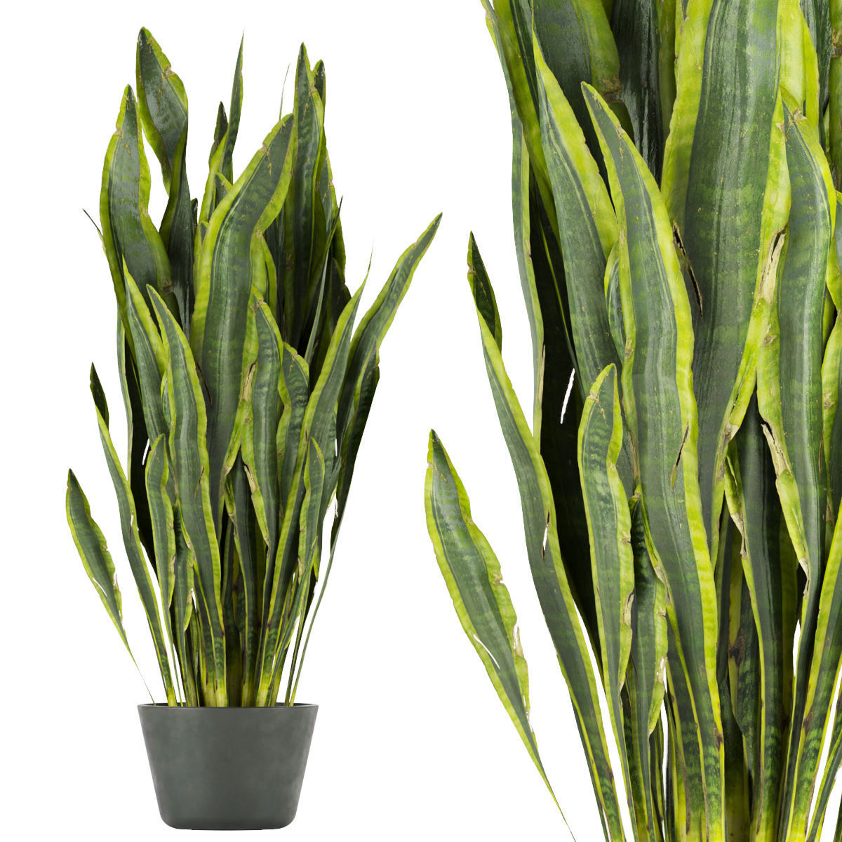 Collection plant vol 292 - indoor- sansveria- leaf 3D model_4