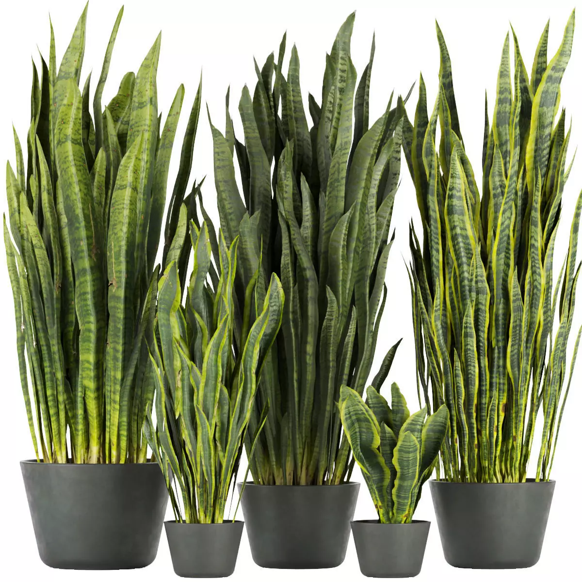 Collection plant vol 292 - indoor- sansveria- leaf 3D model_0