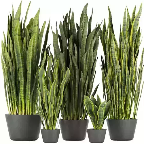 Collection plant vol 292 - indoor- sansveria- leaf 3D model