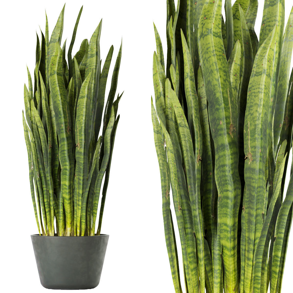 Collection plant vol 292 - indoor- sansveria- leaf 3D model_1