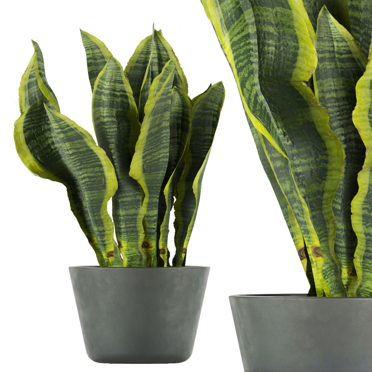 Collection plant vol 292 - indoor- sansveria- leaf 3D model_5