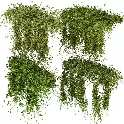 Collection plant vol 293 - fitowall - leaf - ivy