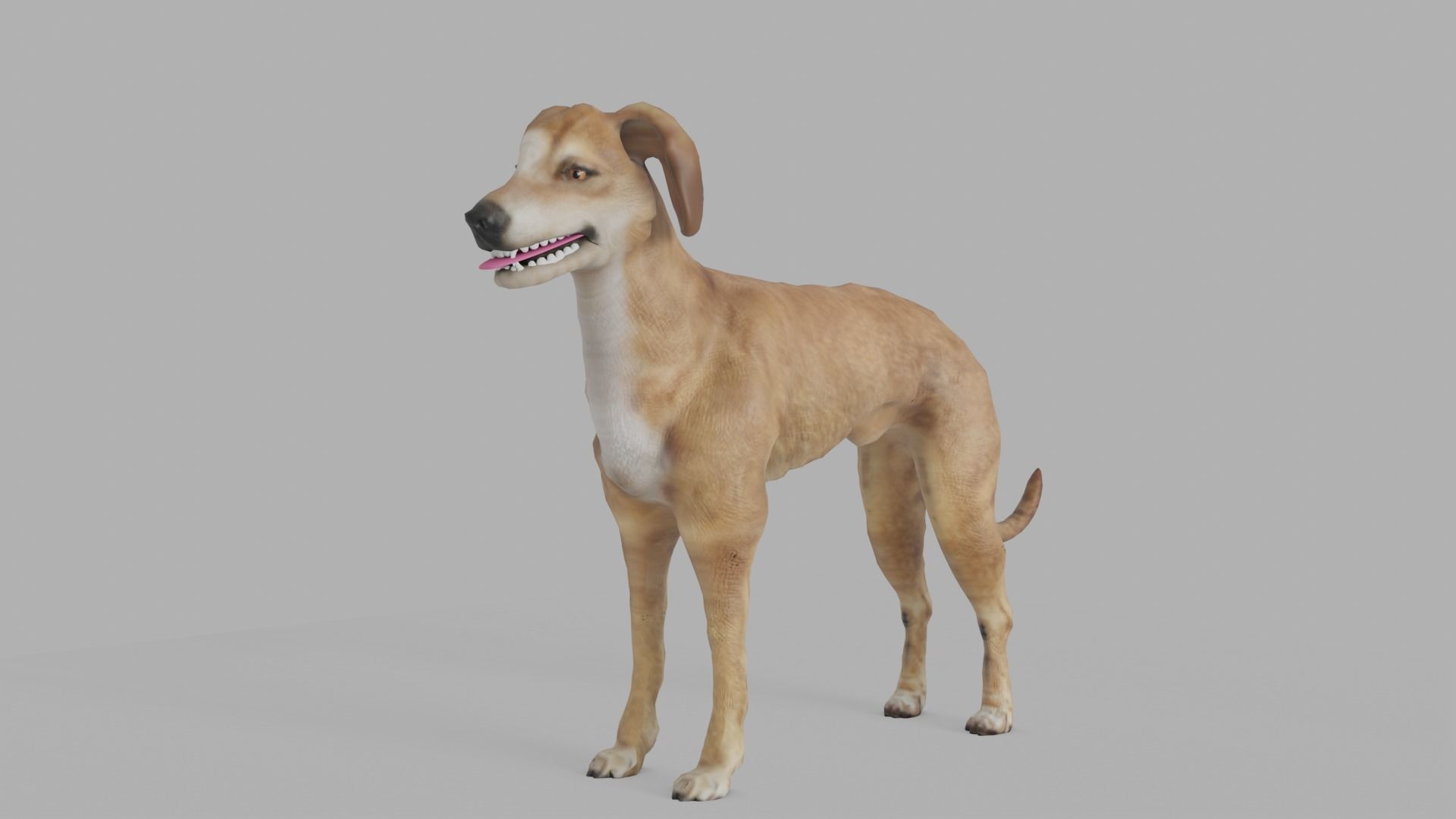 QATARI STREET DOG LOWPOLY Low-poly 3D model_12