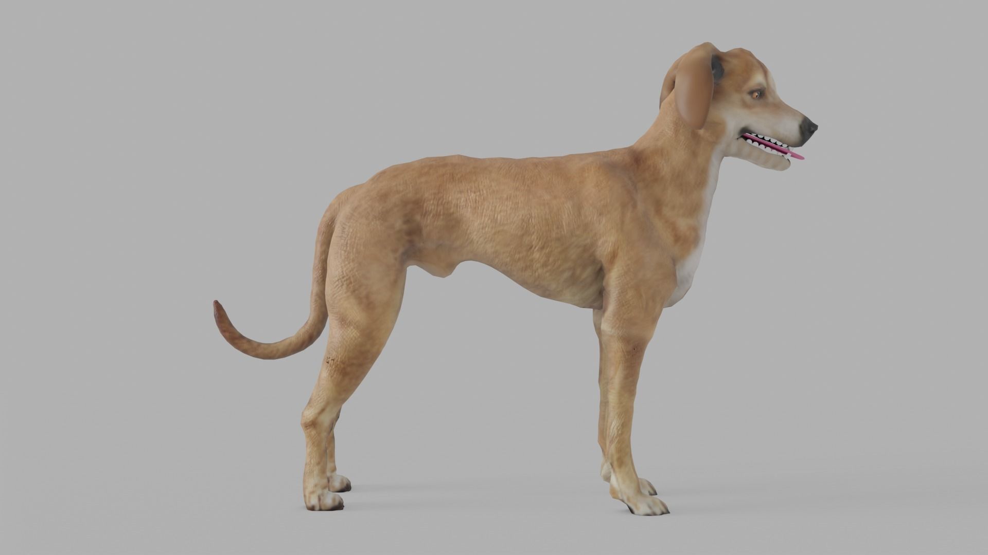 QATARI STREET DOG LOWPOLY Low-poly 3D model_13