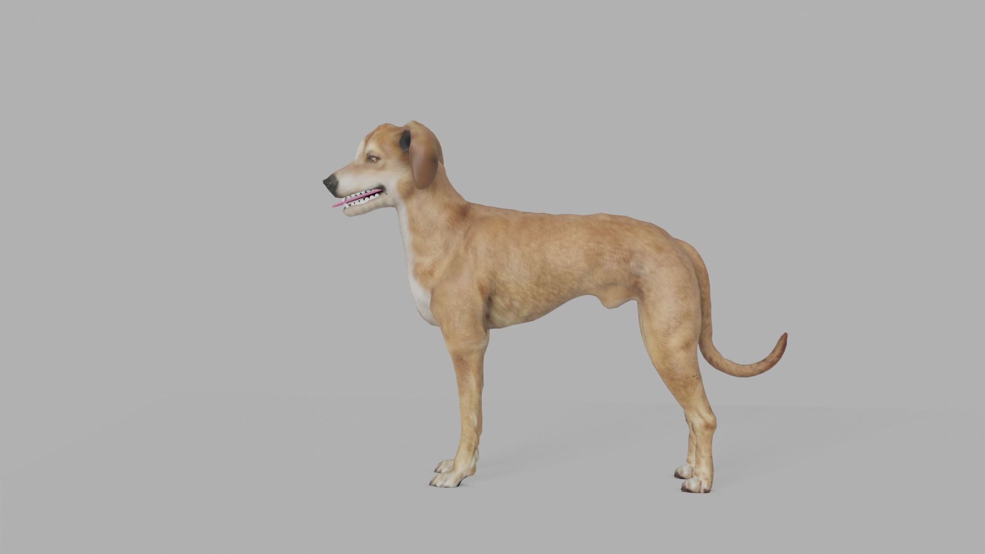 QATARI STREET DOG LOWPOLY Low-poly 3D model_2