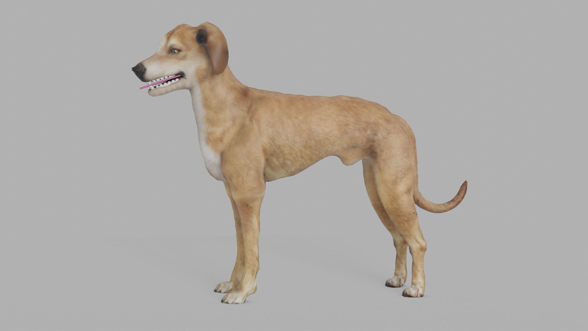 QATARI STREET DOG LOWPOLY Low-poly 3D model_5