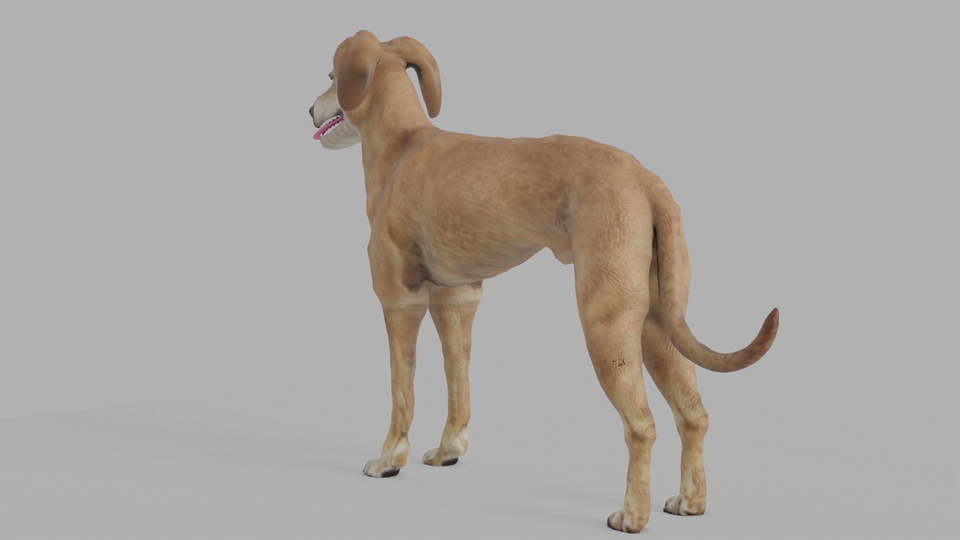 QATARI STREET DOG LOWPOLY Low-poly 3D model_9