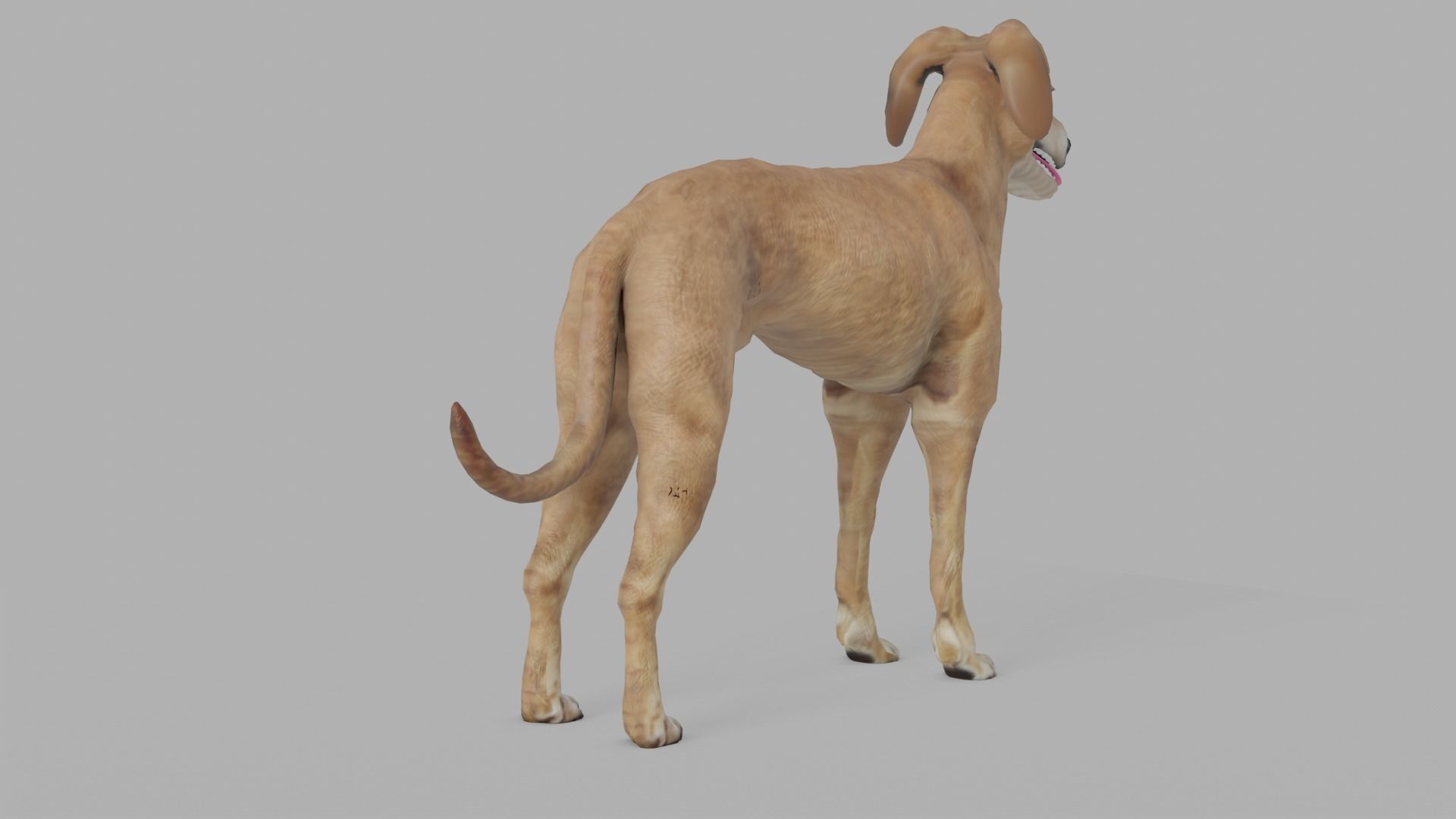 QATARI STREET DOG LOWPOLY Low-poly 3D model_4