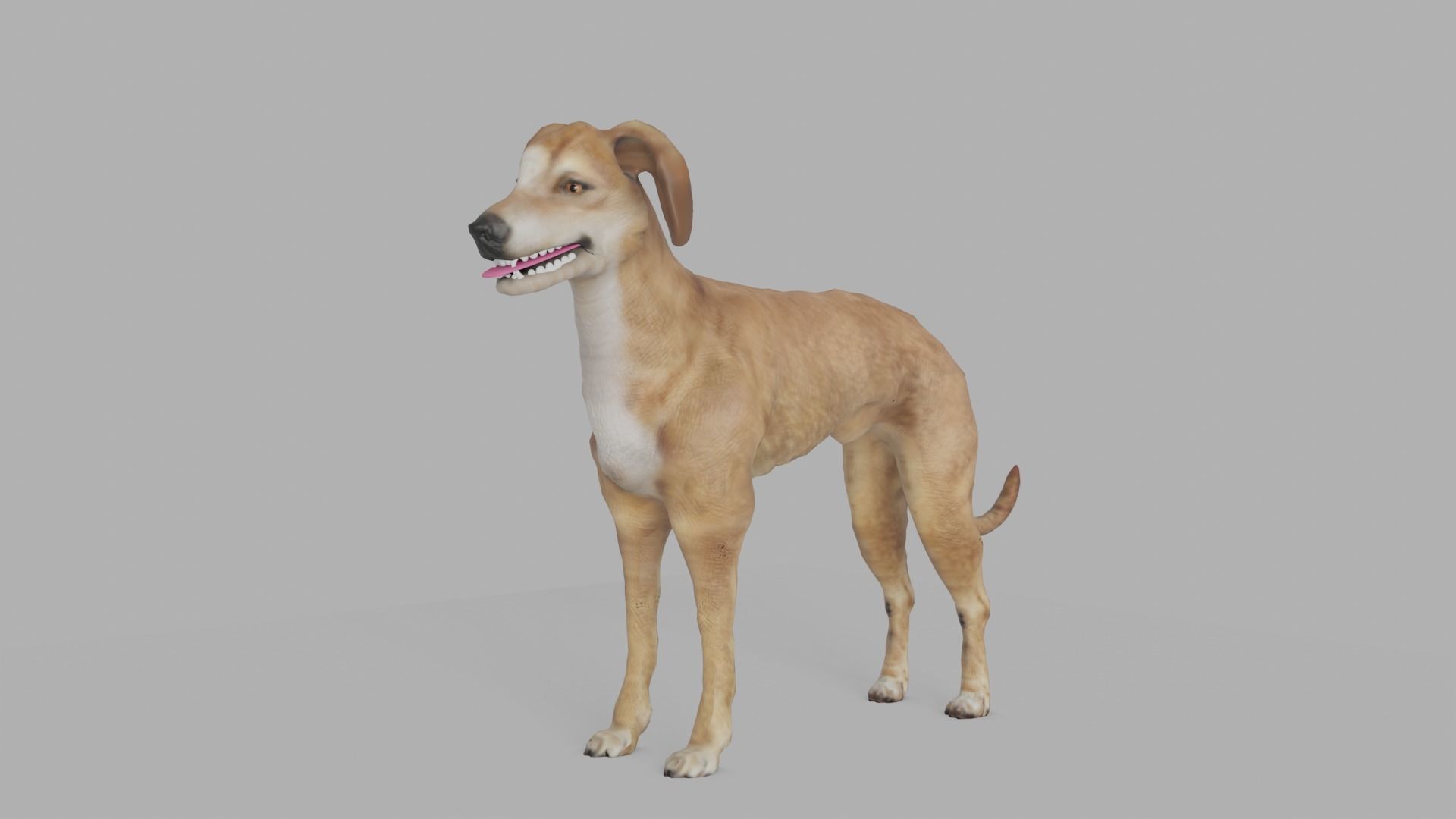 QATARI STREET DOG LOWPOLY Low-poly 3D model_14