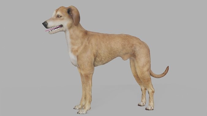 QATARI STREET DOG LOWPOLY Low-poly 3D model