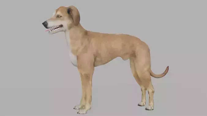 QATARI STREET DOG LOWPOLY Low-poly 3D model