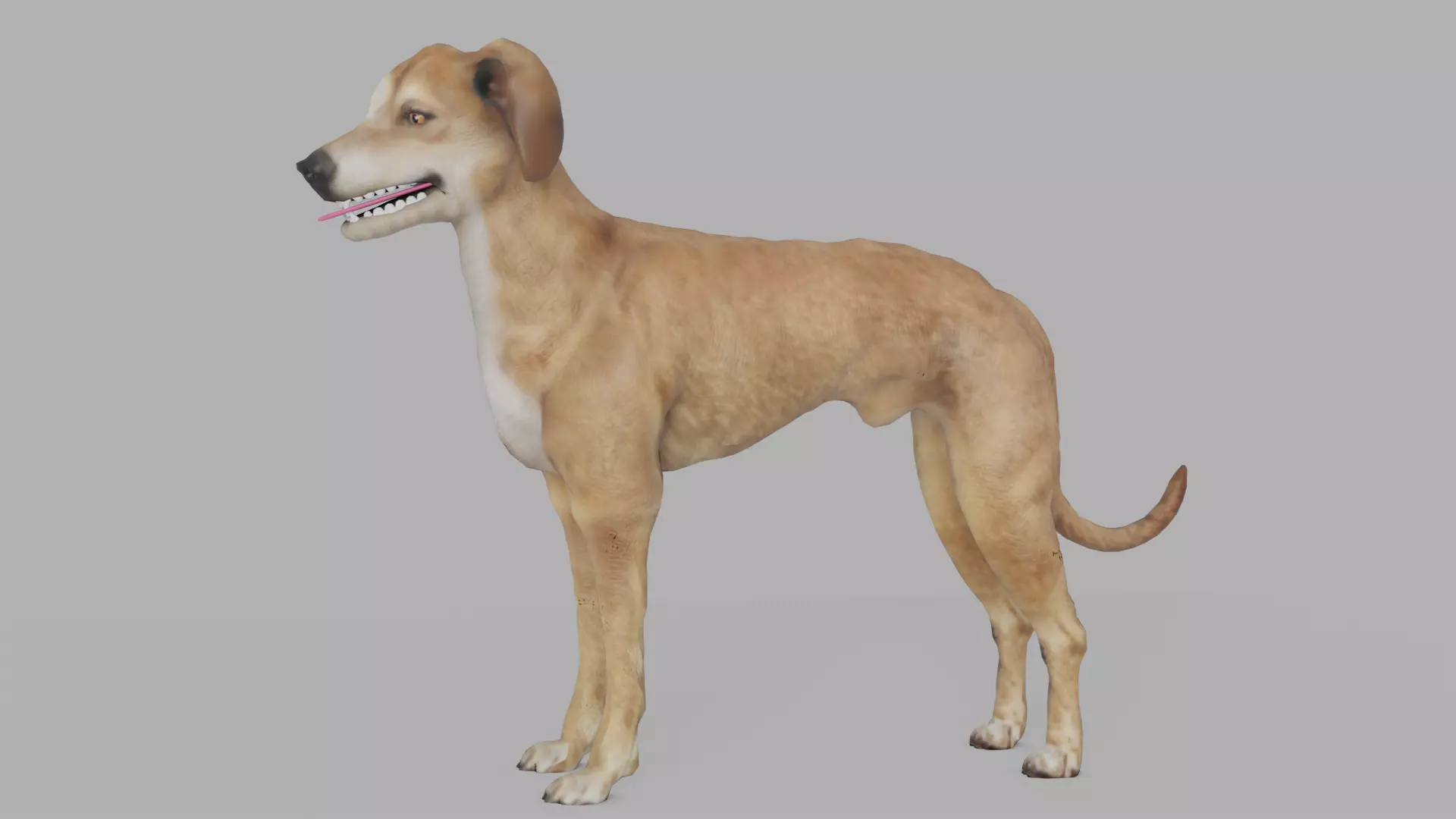 QATARI STREET DOG LOWPOLY Low-poly 3D model_0