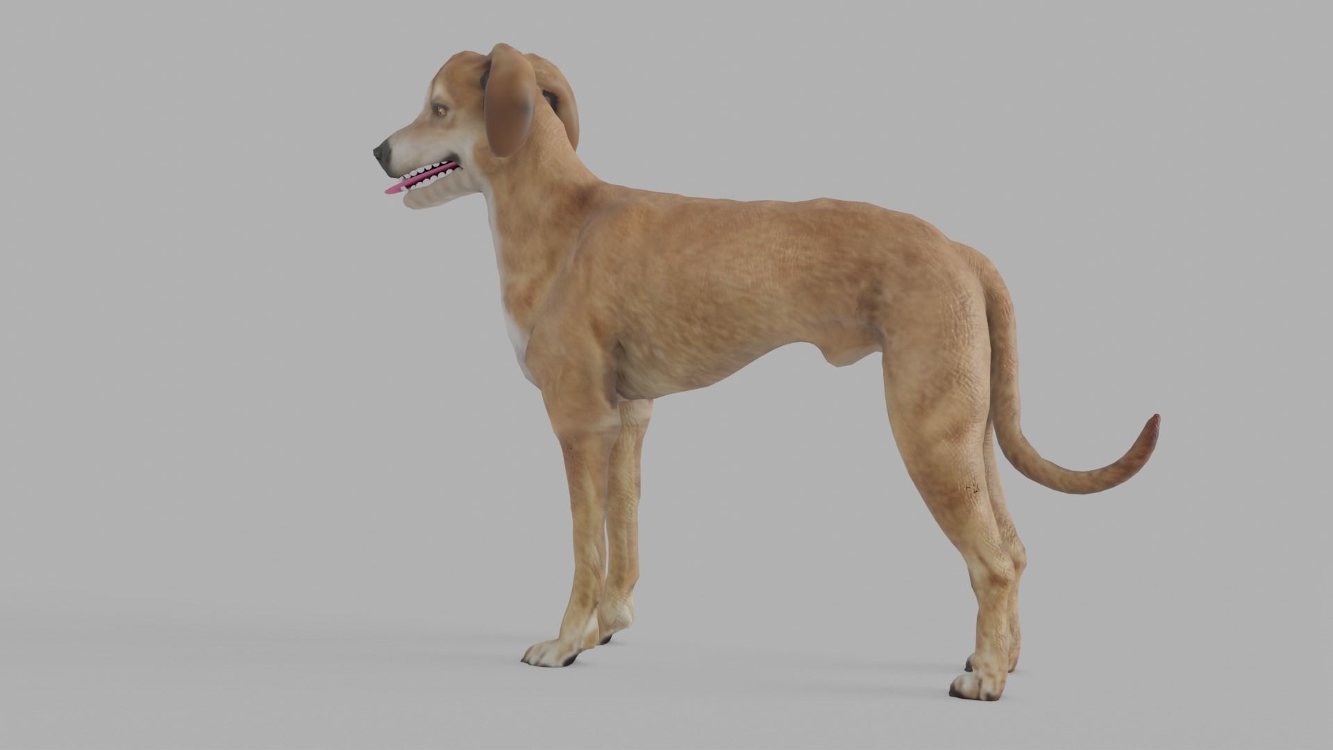 QATARI STREET DOG LOWPOLY Low-poly 3D model_11