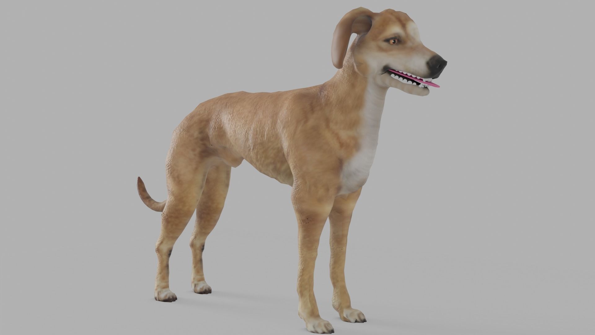 QATARI STREET DOG LOWPOLY Low-poly 3D model_19