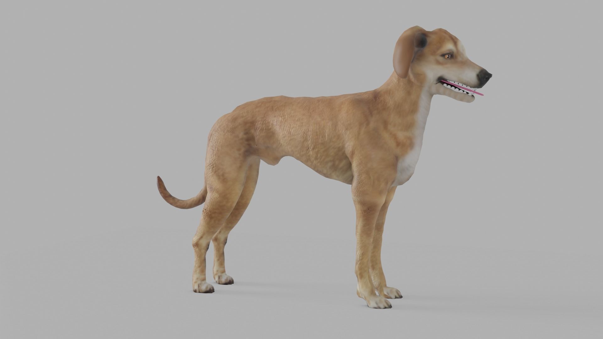 QATARI STREET DOG LOWPOLY Low-poly 3D model_21