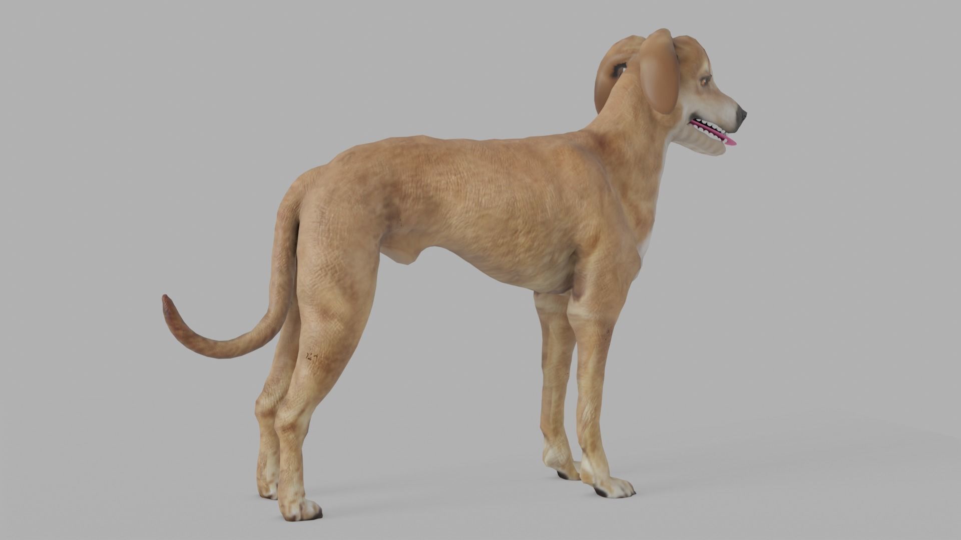 QATARI STREET DOG LOWPOLY Low-poly 3D model_3