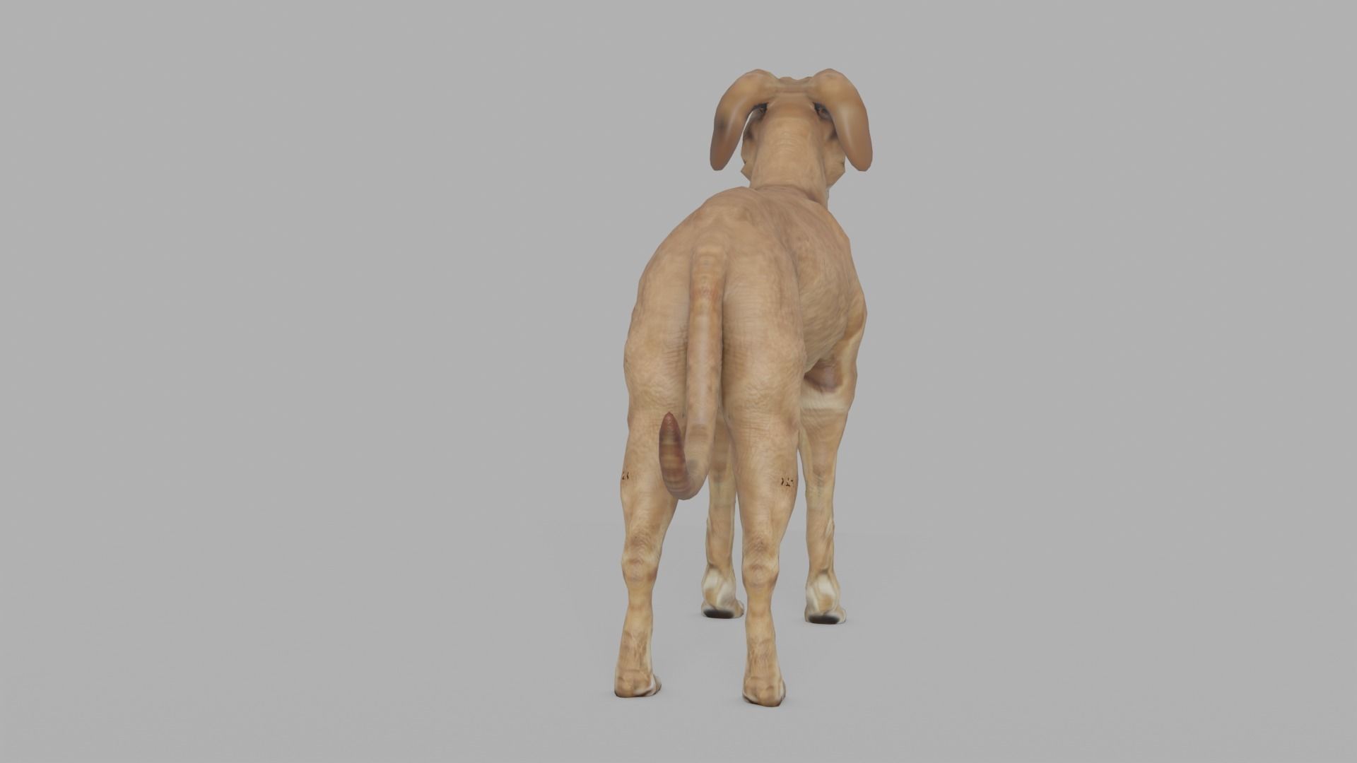 QATARI STREET DOG LOWPOLY Low-poly 3D model_7