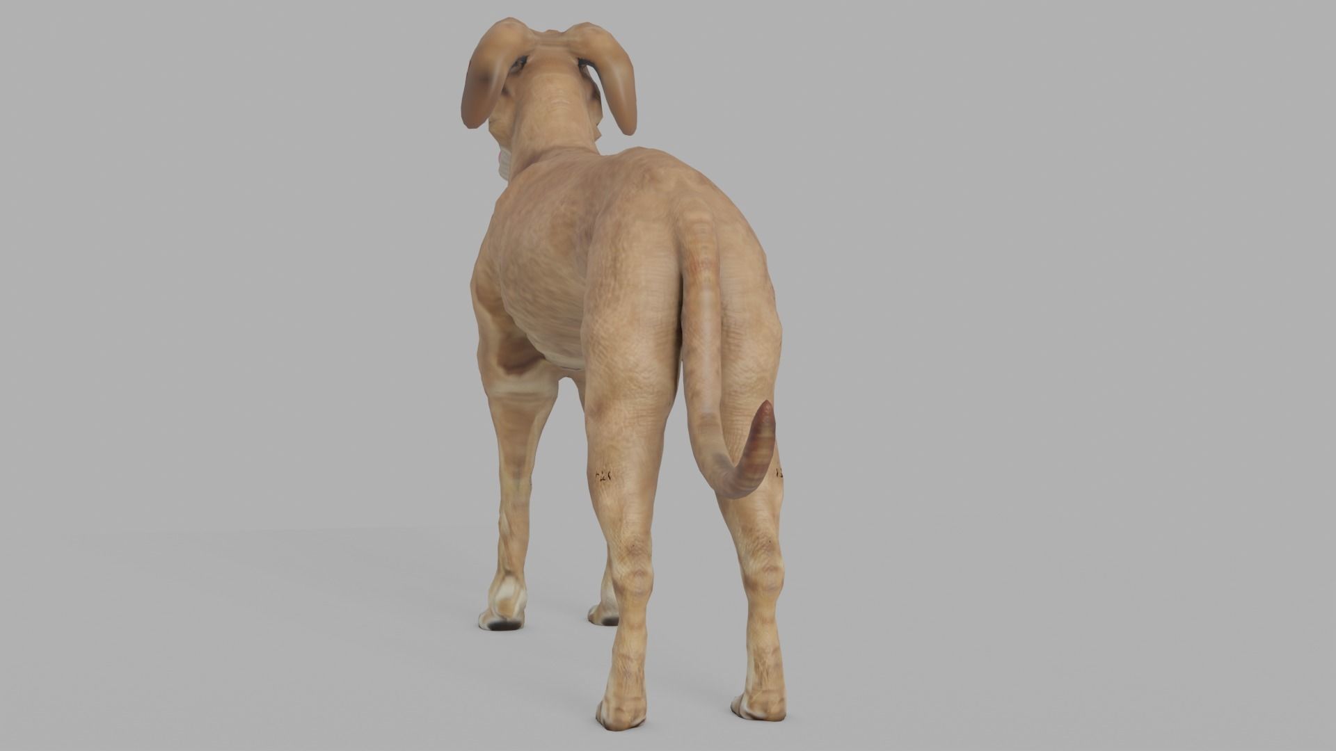 QATARI STREET DOG LOWPOLY Low-poly 3D model_8