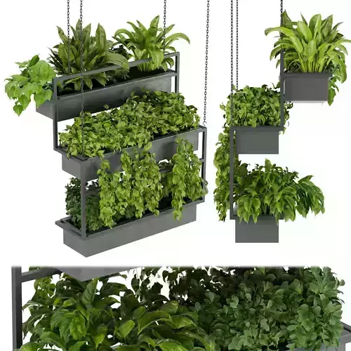 Collection plant vol 295 - Indoor - ampelous - hanging 3D model