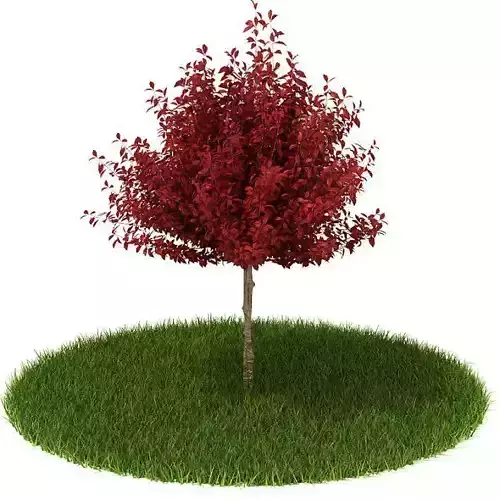 Autumn Tree With Red Leaves