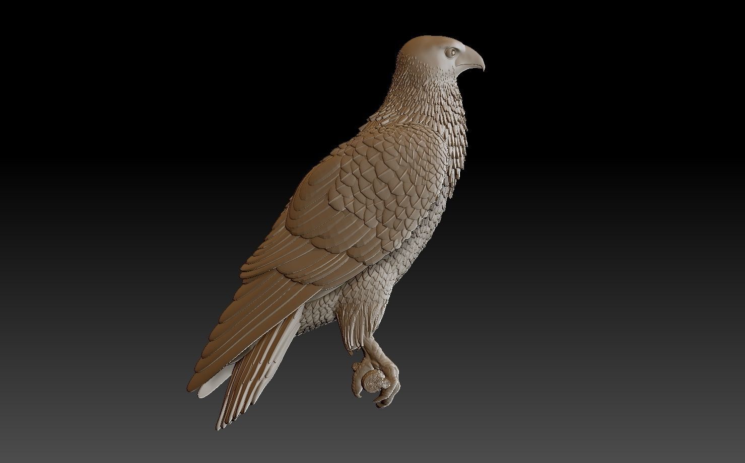 hawk bird 3D print model_5