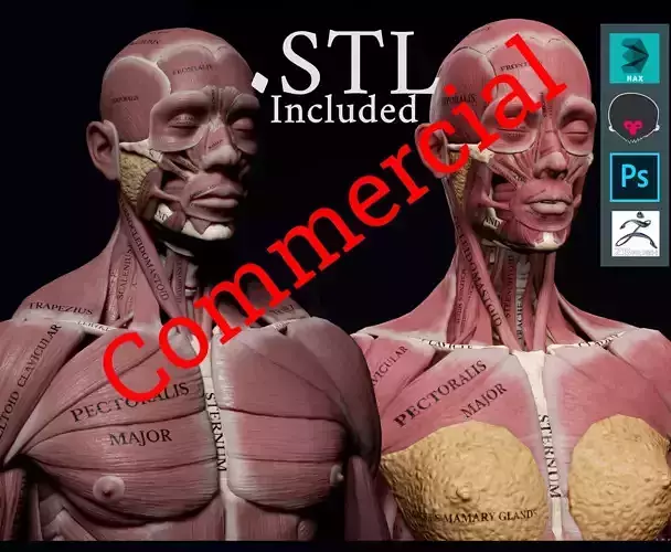 Human Anatomy Kit and Female Anatomy Kit Commercial License Low-poly 3D model