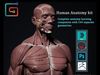 Human Anatomy Kit and Female Anatomy Kit Commercial License Low-poly 3D model_1