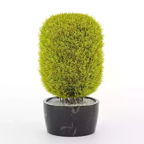 Thuja Folded Giant Cylinder