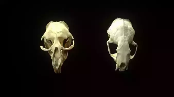 Small Animal Skull 3d Scans