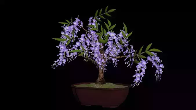 Bonsai - wisteria sinensis