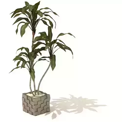 Potted   Green Plant
