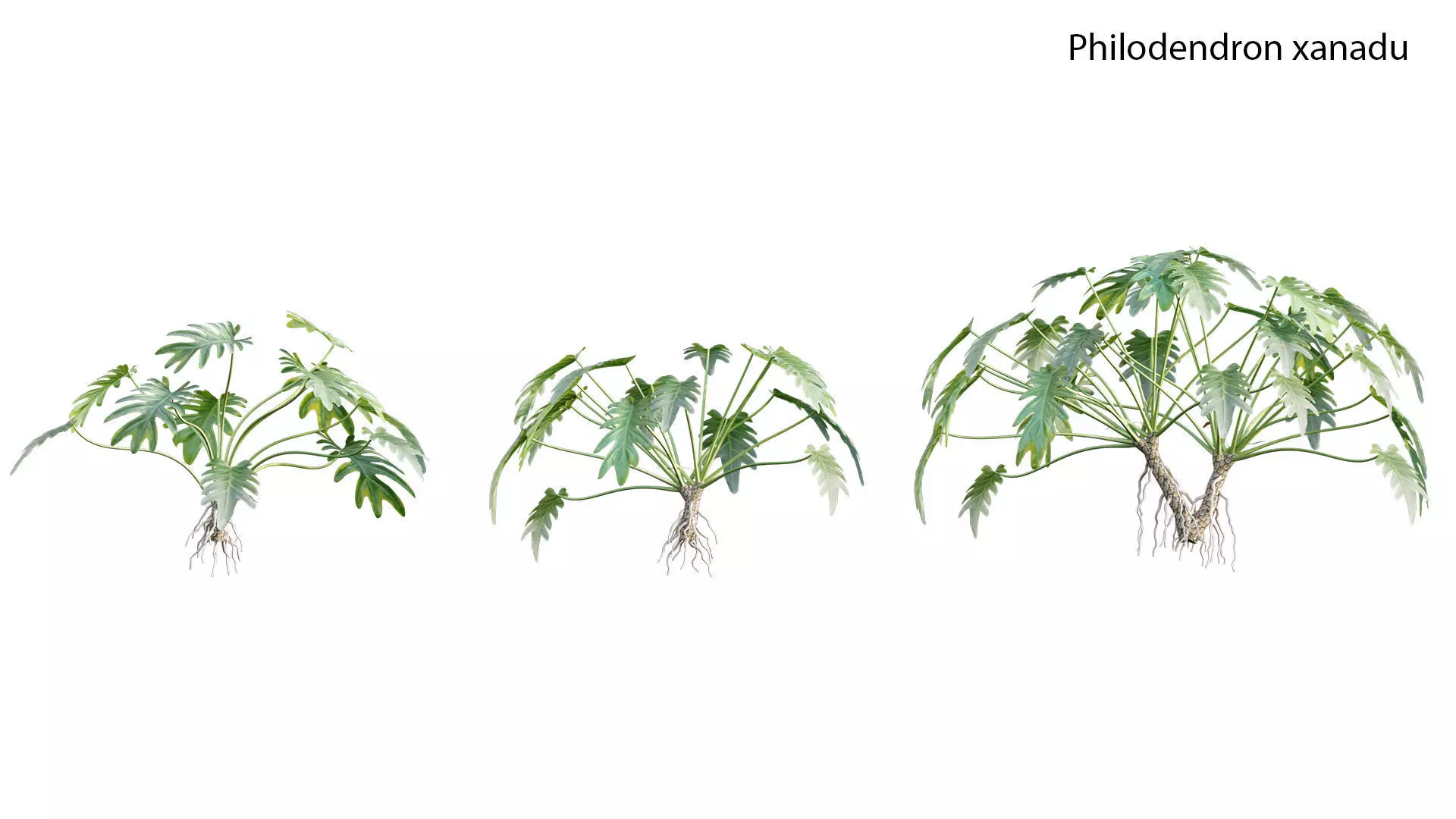 Philodendron xanadu 3D model