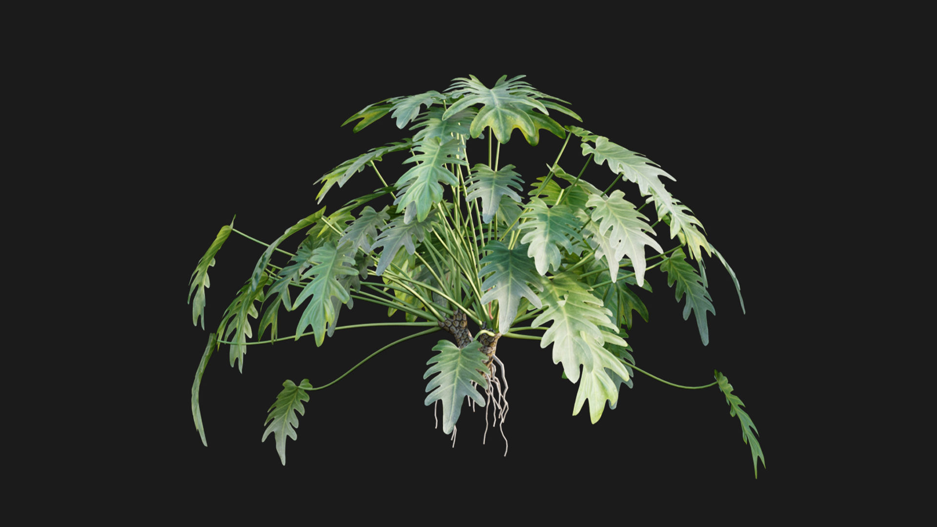 Philodendron xanadu 02 3D model_2