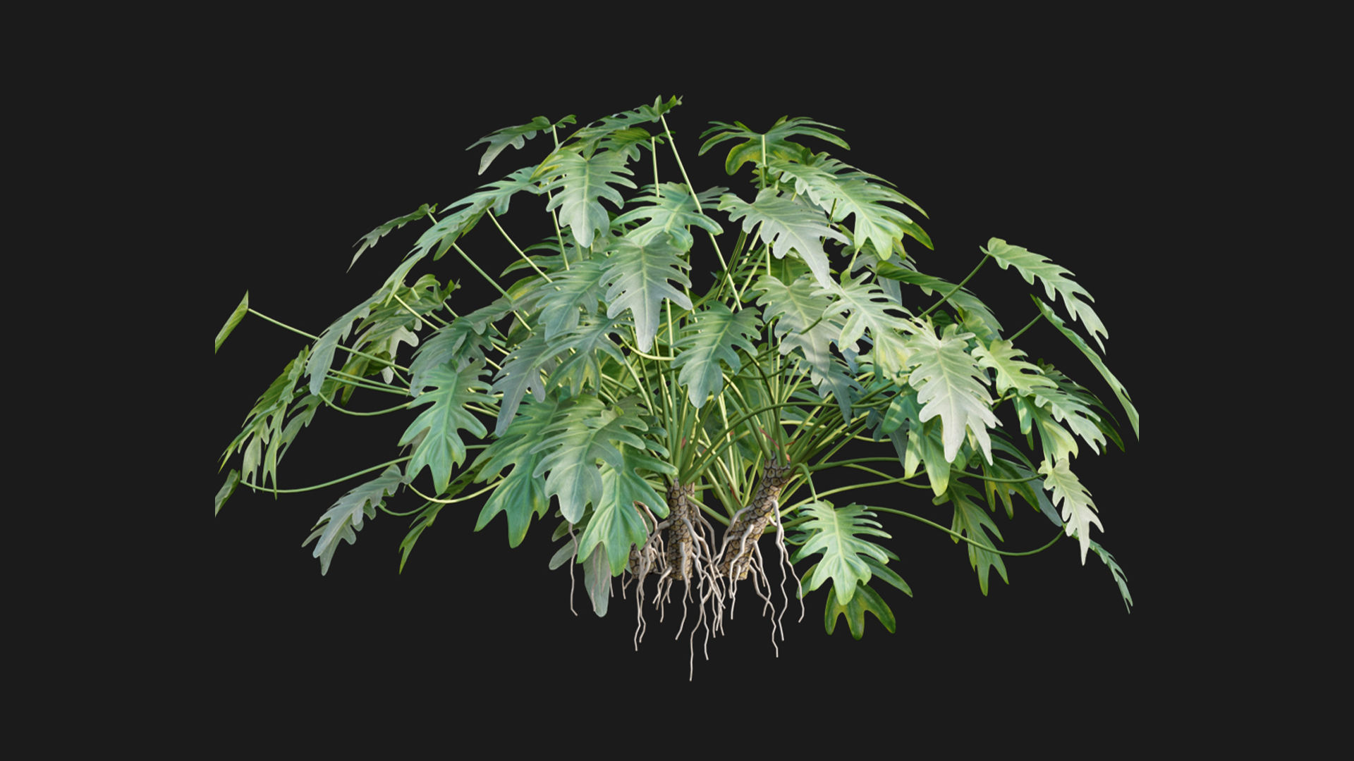Philodendron xanadu 02 3D model_3