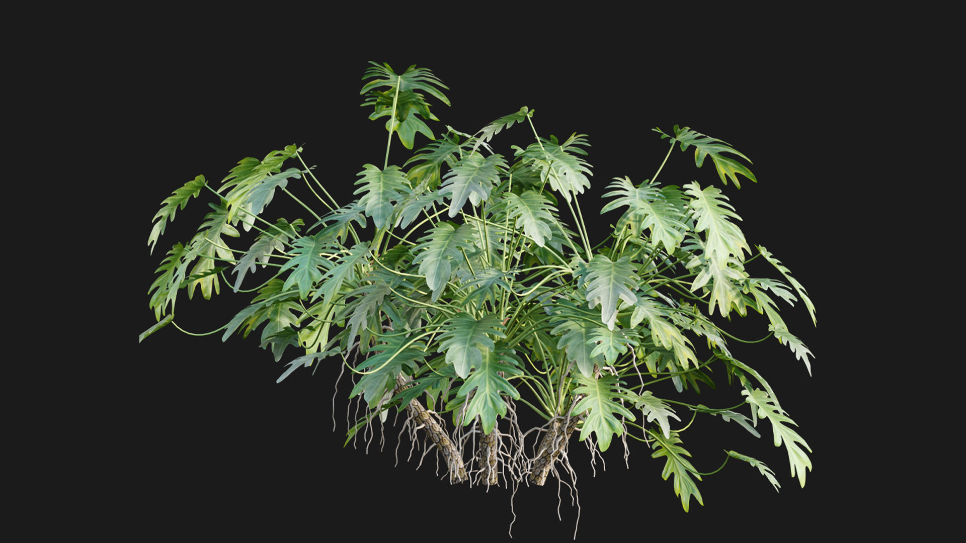 Philodendron xanadu 02 3D model_4