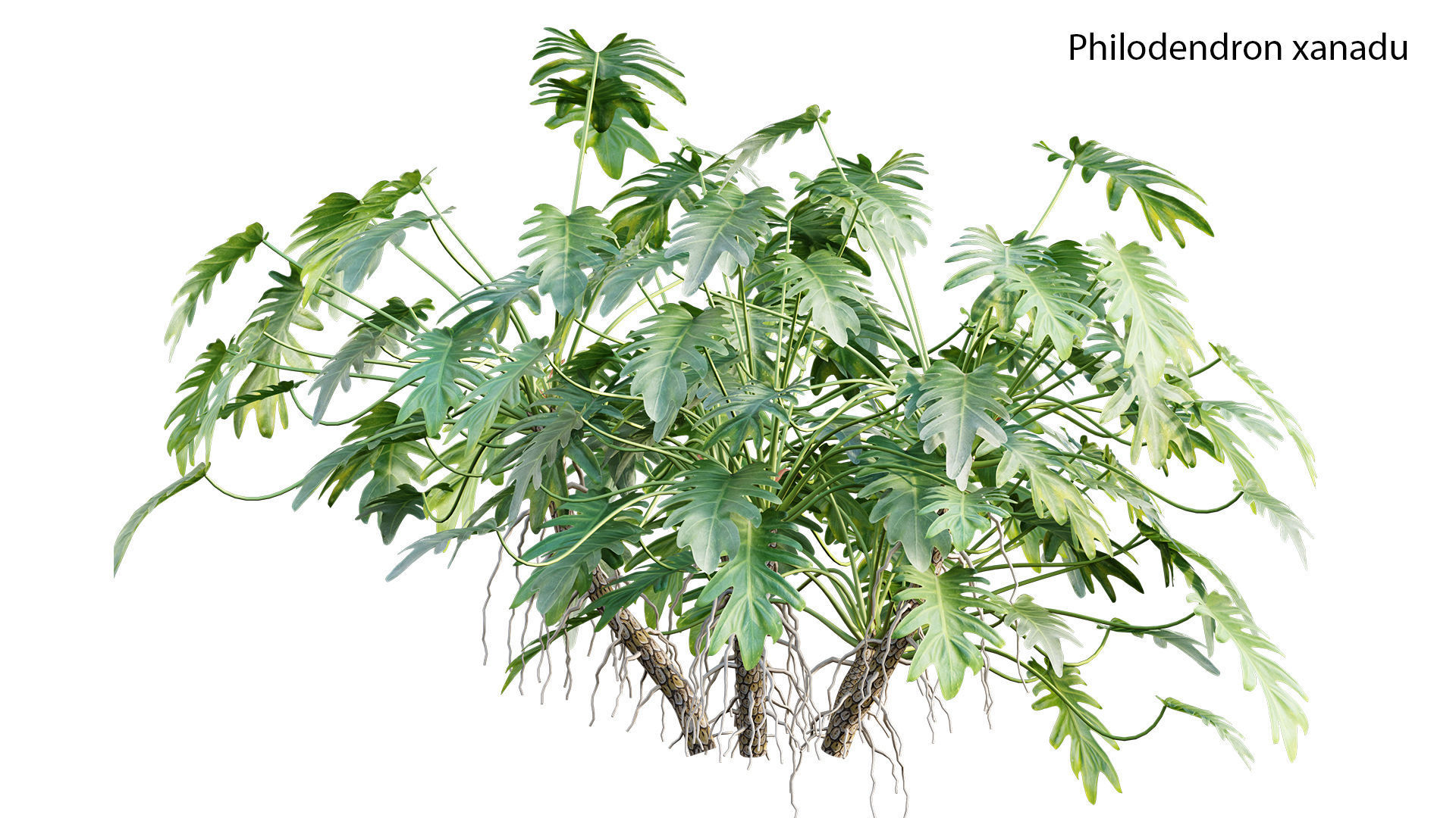 Philodendron xanadu 02 3D model_1