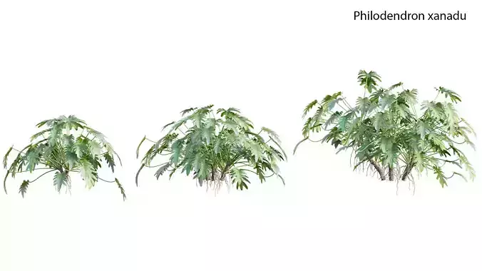 Philodendron xanadu 02 3D model