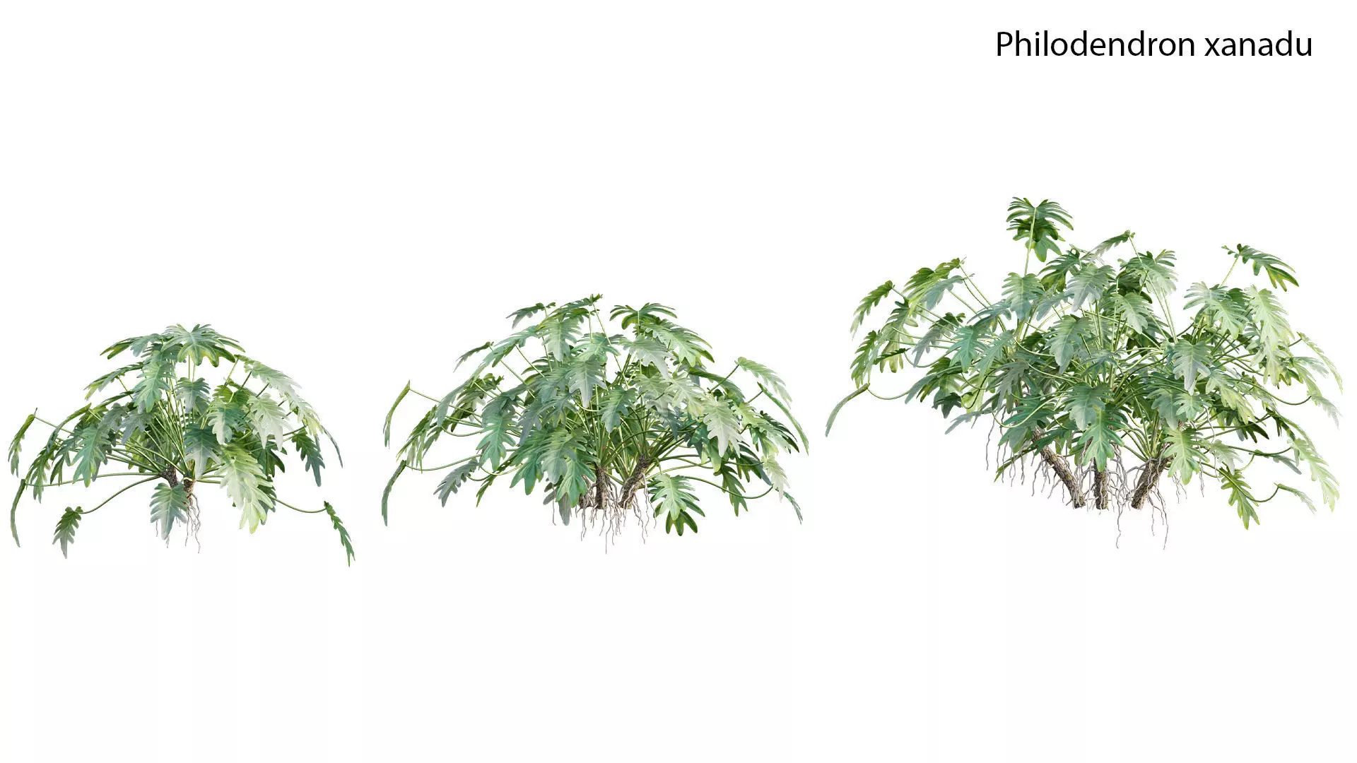 Philodendron xanadu 02 3D model_0