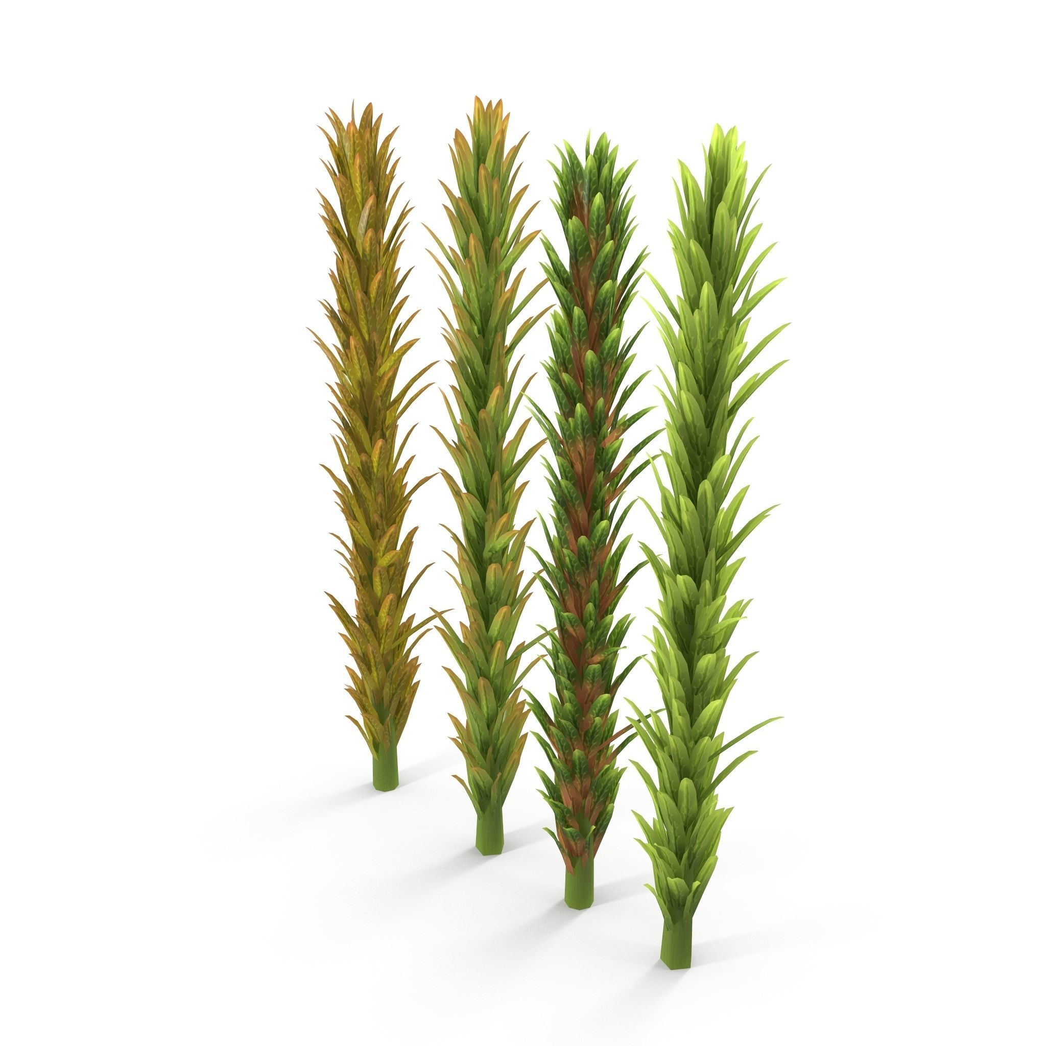 Sphagnum fallax BRANCH Low-poly 3D model_2