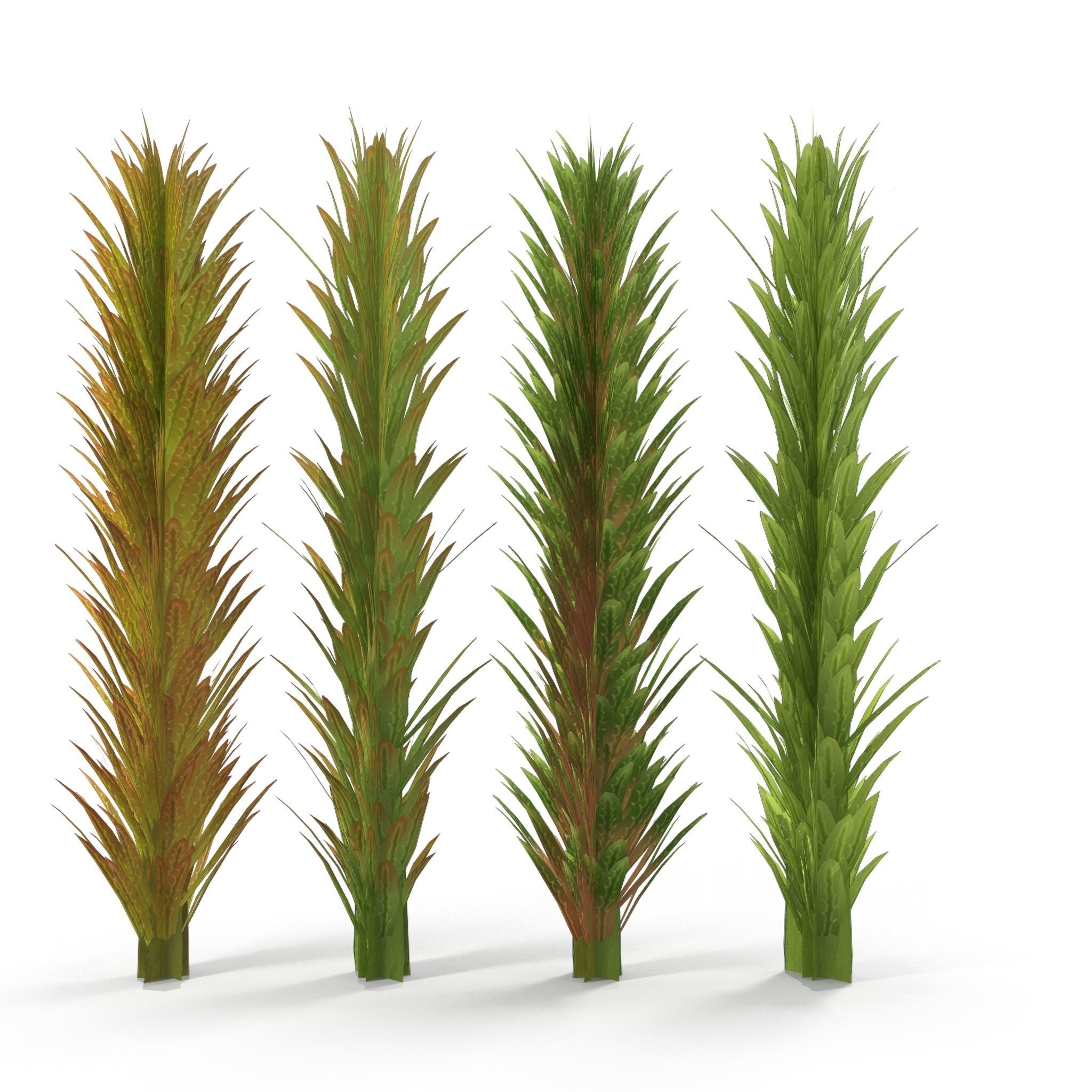 Sphagnum fallax BRANCH Low-poly 3D model_8