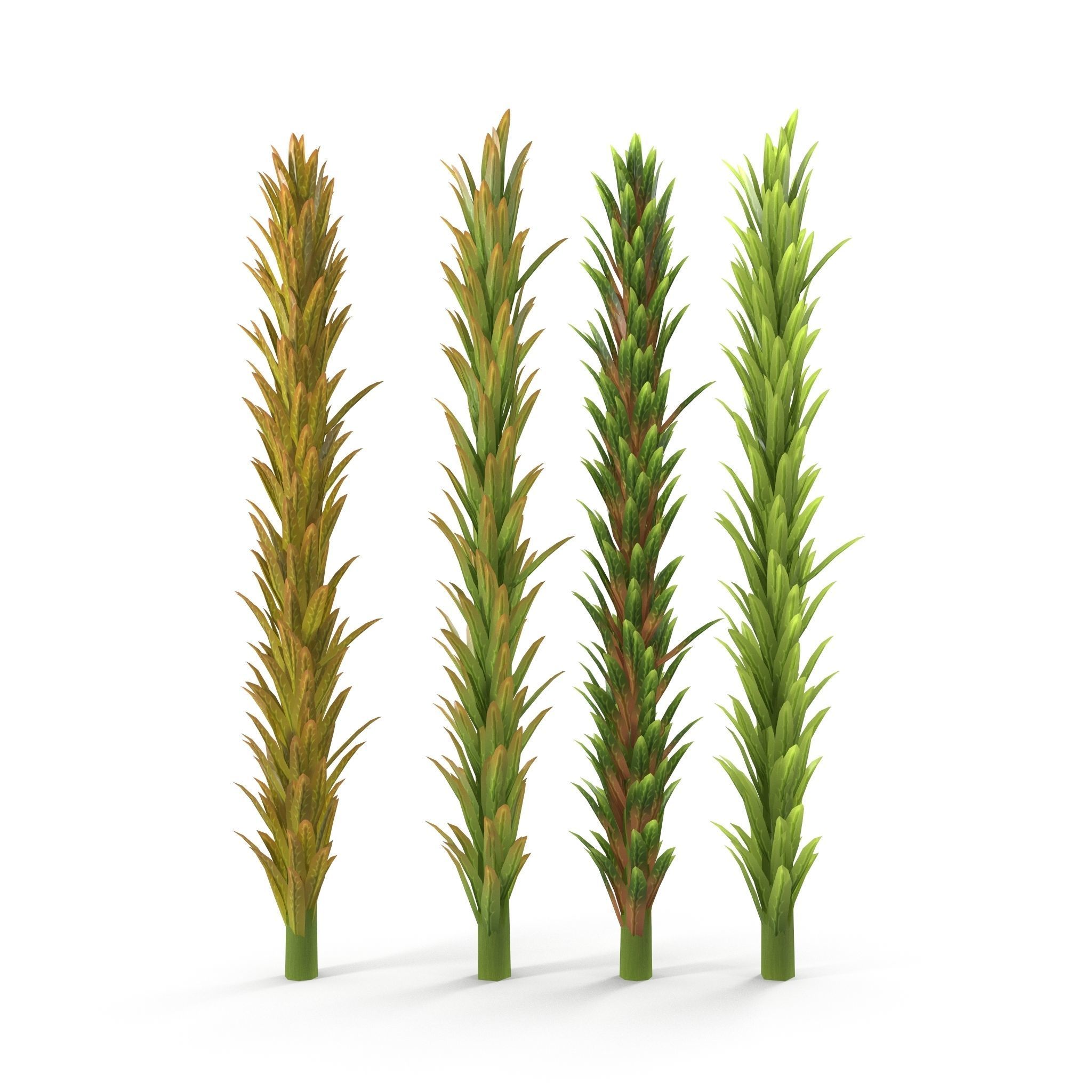 Sphagnum fallax BRANCH Low-poly 3D model_6