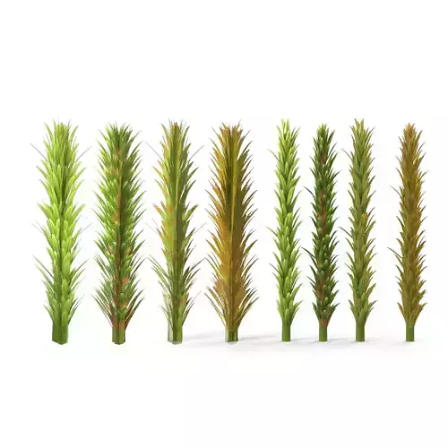 Sphagnum fallax BRANCH Low-poly 3D model