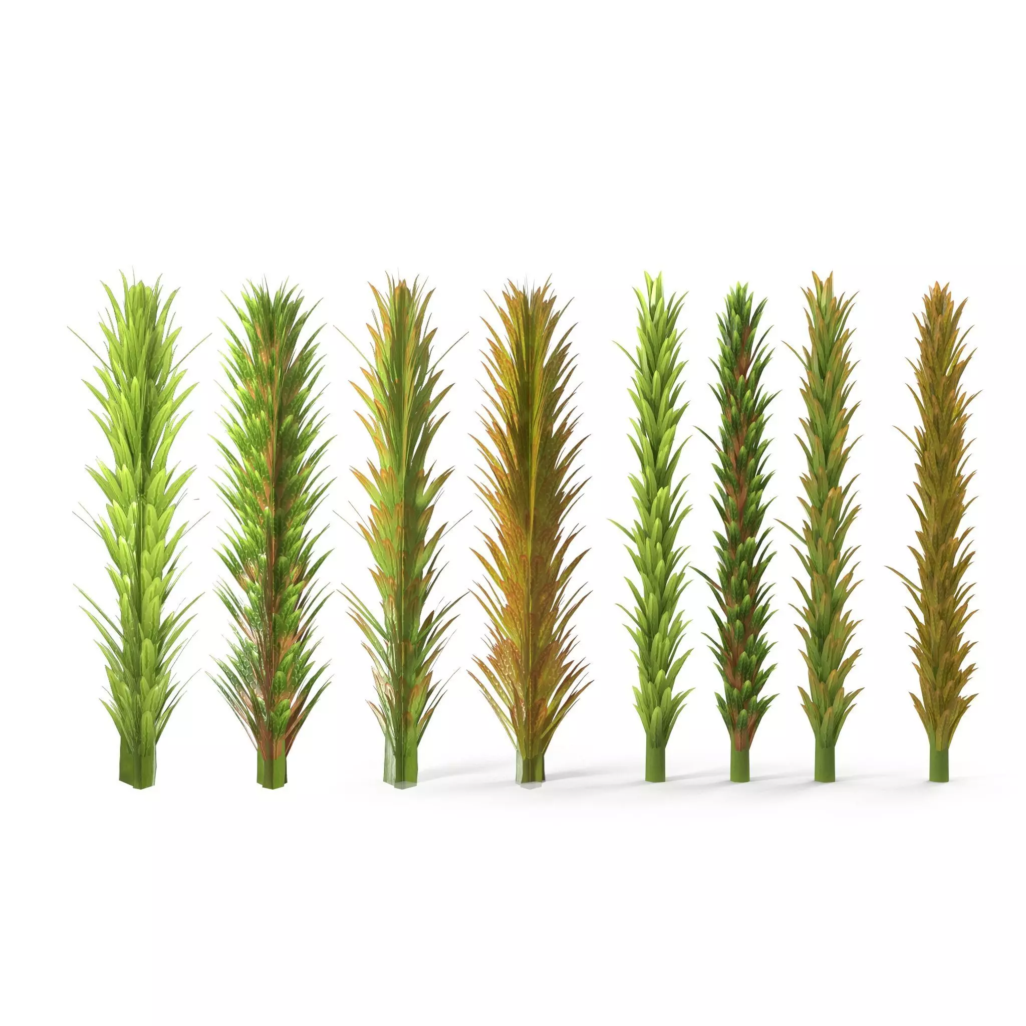 Sphagnum fallax BRANCH Low-poly 3D model_0