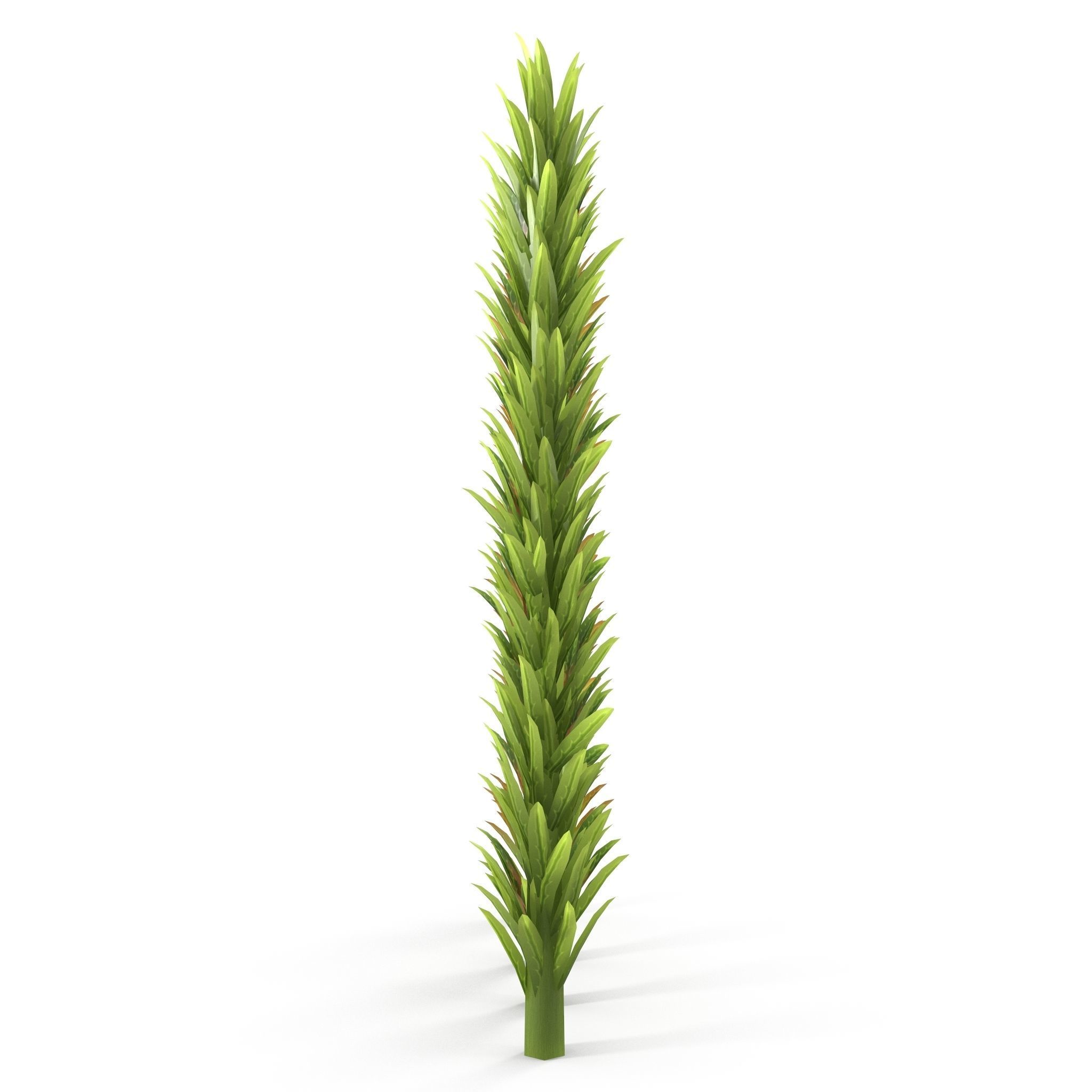 Sphagnum fallax BRANCH Low-poly 3D model_7