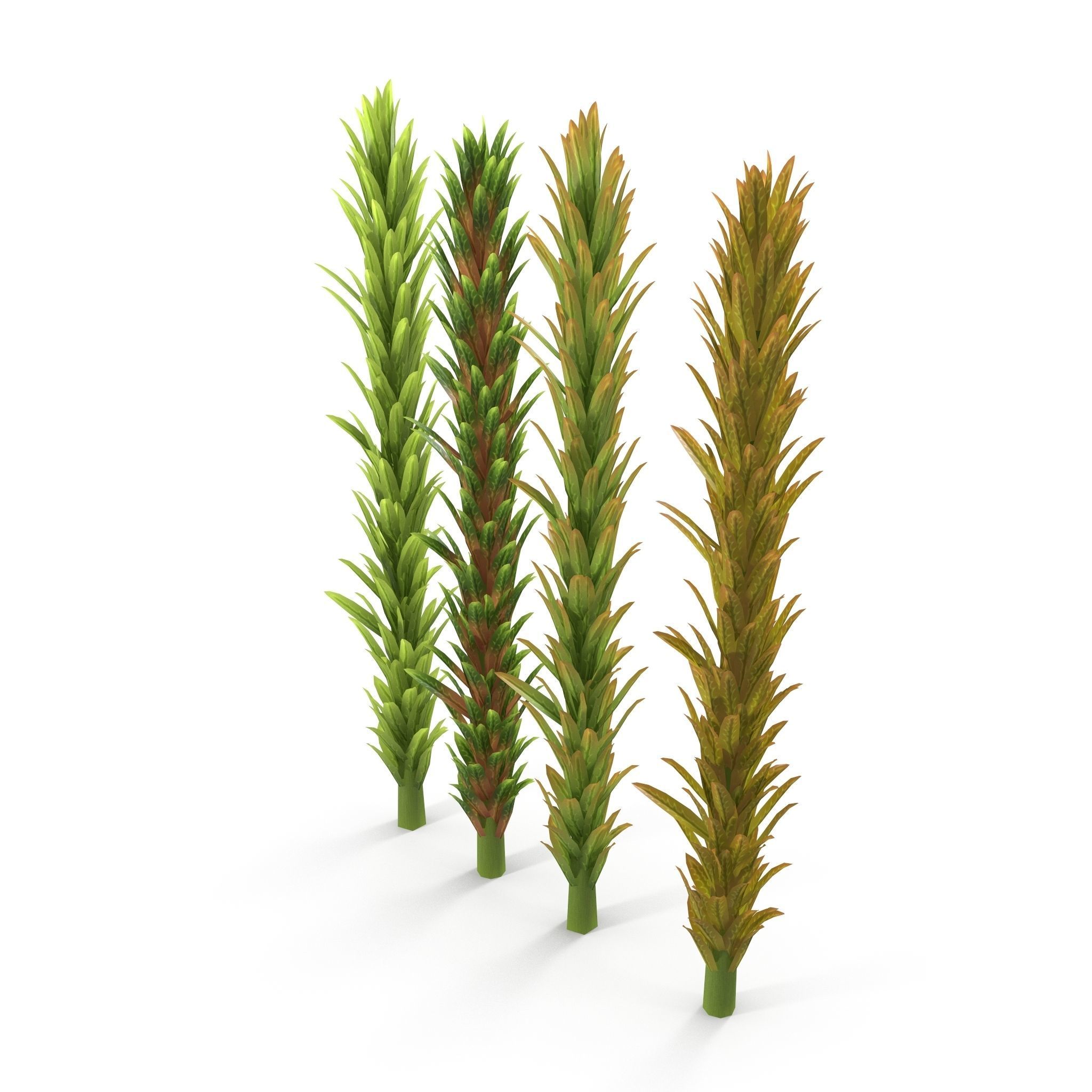 Sphagnum fallax BRANCH Low-poly 3D model_4