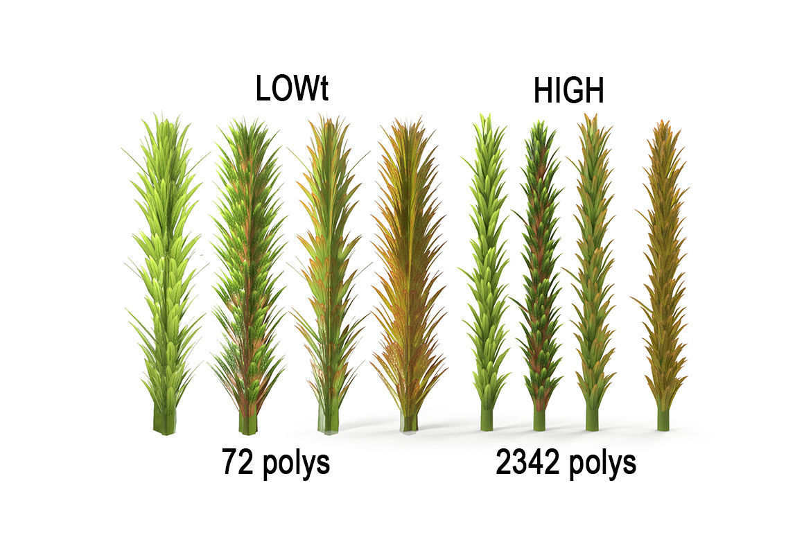 Sphagnum fallax BRANCH Low-poly 3D model_13