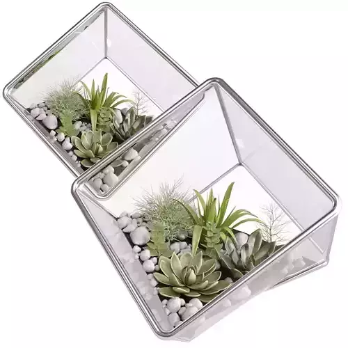 Florarium cube with succulents
